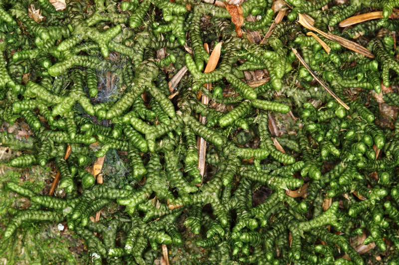 Bazzania tricrenata